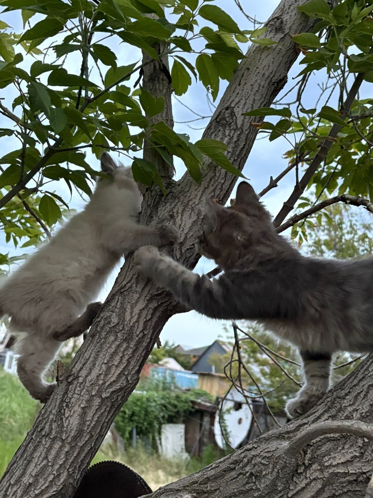 Котята бесплатно
