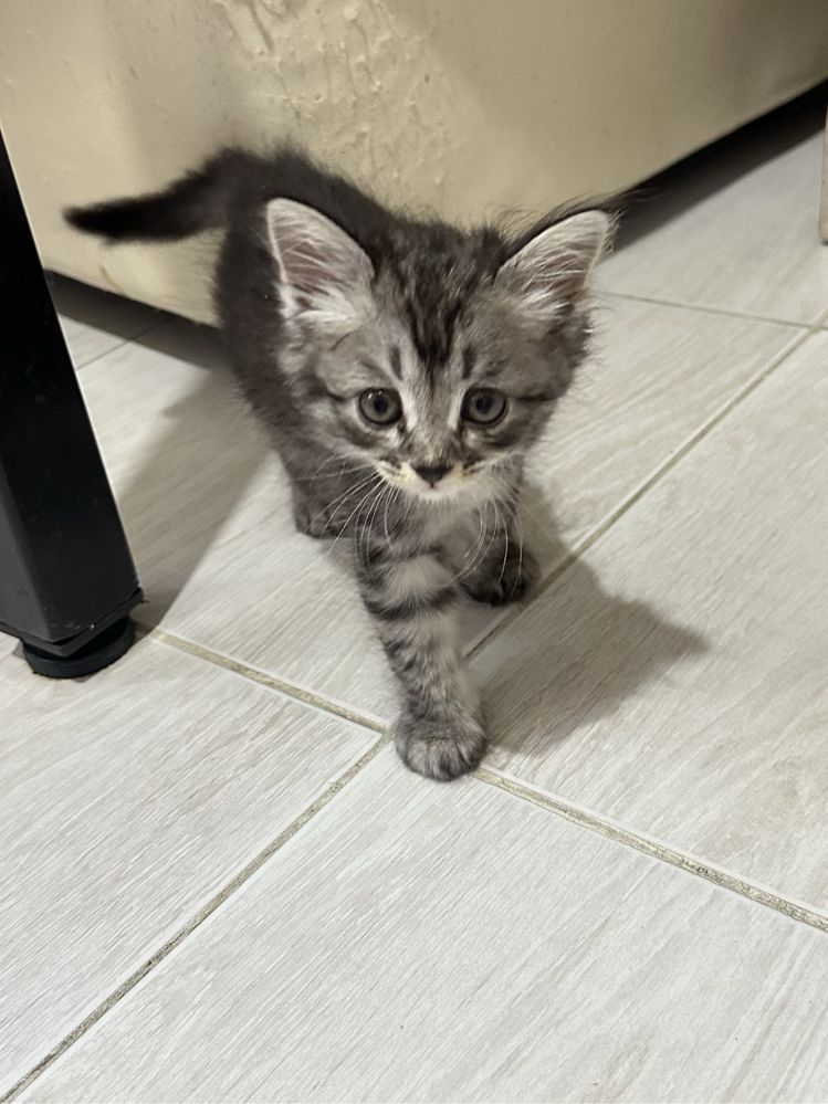 Скотиш страйд котенок
