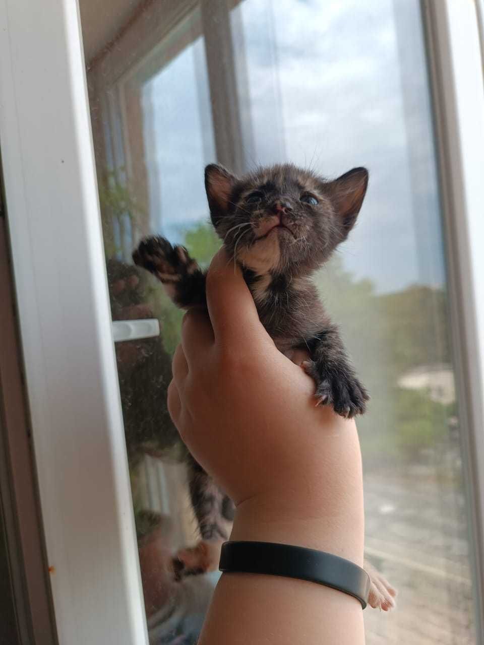 Котенок девочка отдам