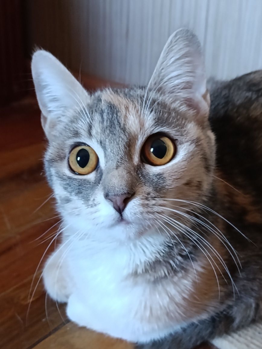 Кошечка для любящего человека