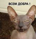 Красивые Котэйки породы Сфинкс