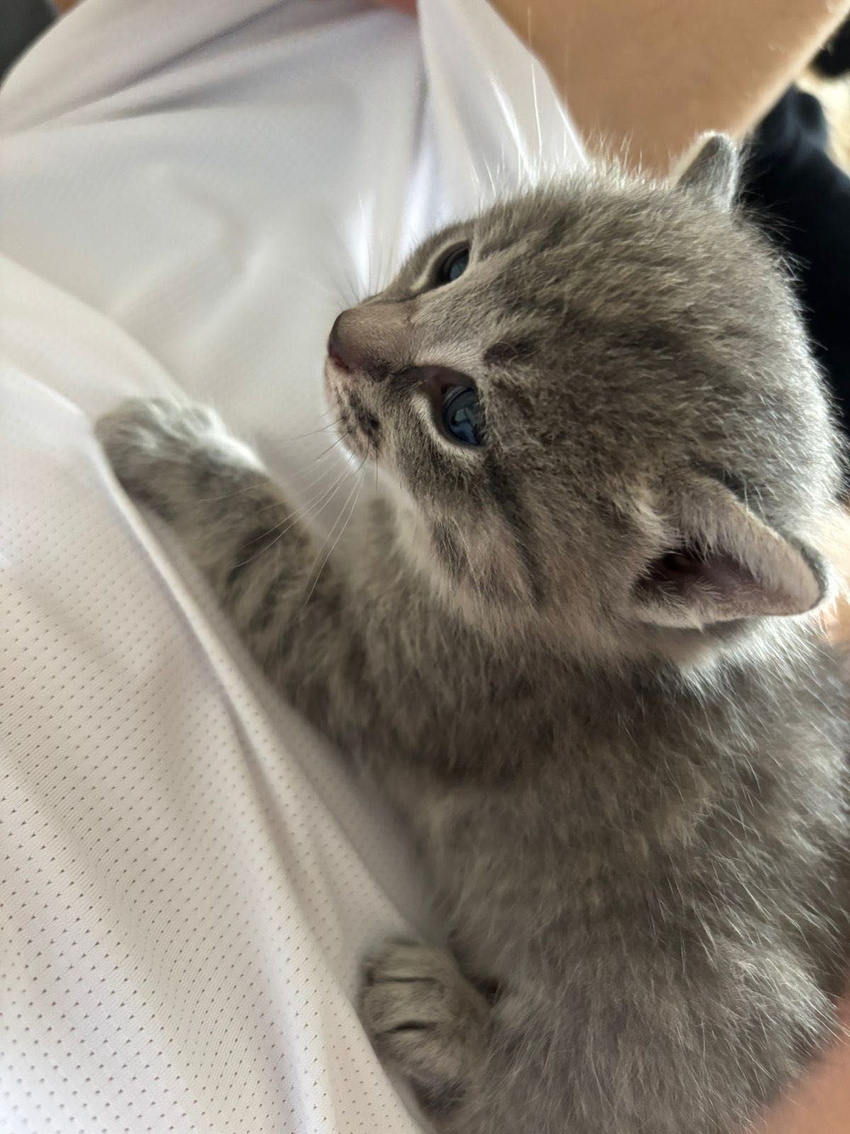Отдам котят в добрые руки!!