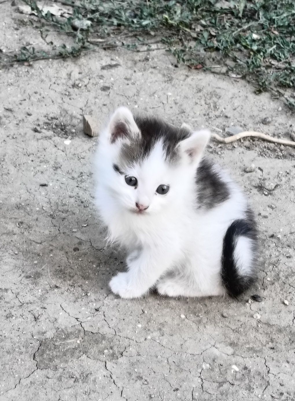 В добрые руки котята.Возраст 1.5 мес.