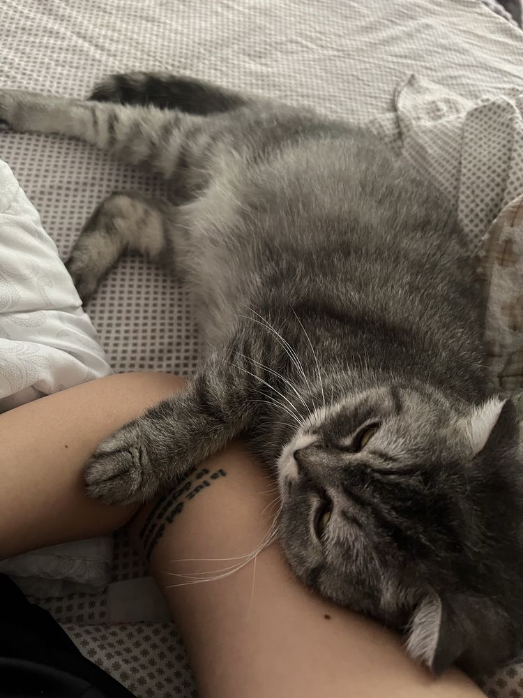 Отдадим кошку в добрые руки