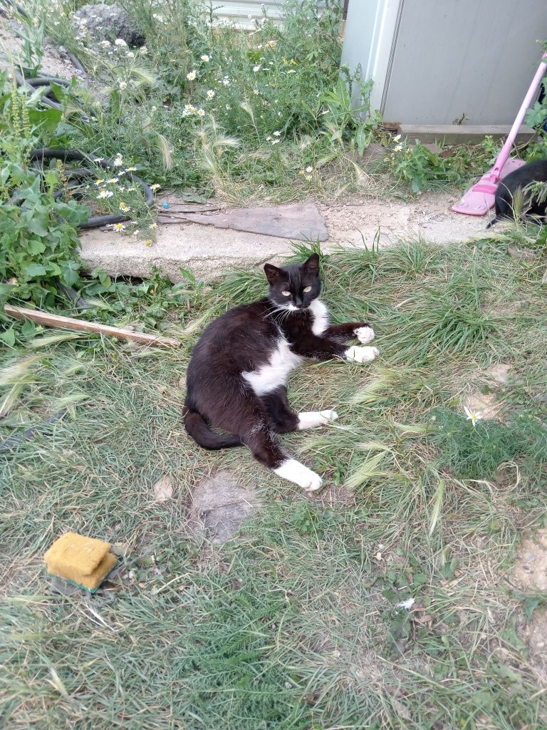 Отдам в добрые руки, кошку и котят