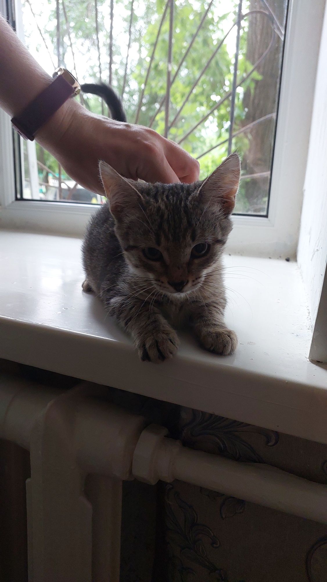 Кошечка мышеловка 4 месяца