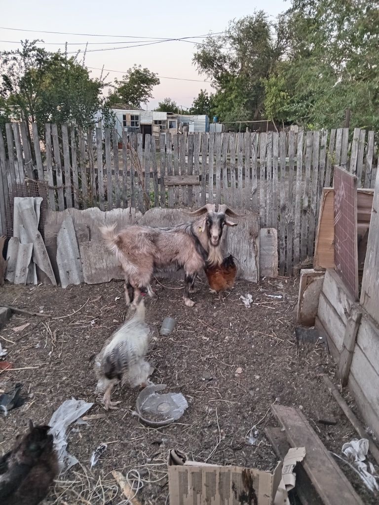Продам козла. Находиться в донском.