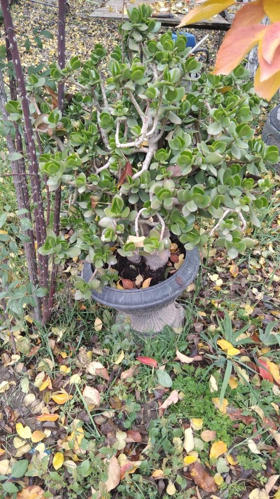 Продам цветок хороший название Денежное дерево