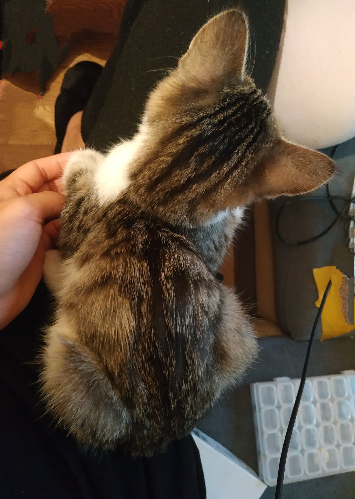 Котик ищет дом. В добрые руки