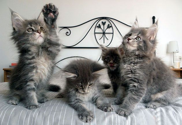 Котята Мейн куна