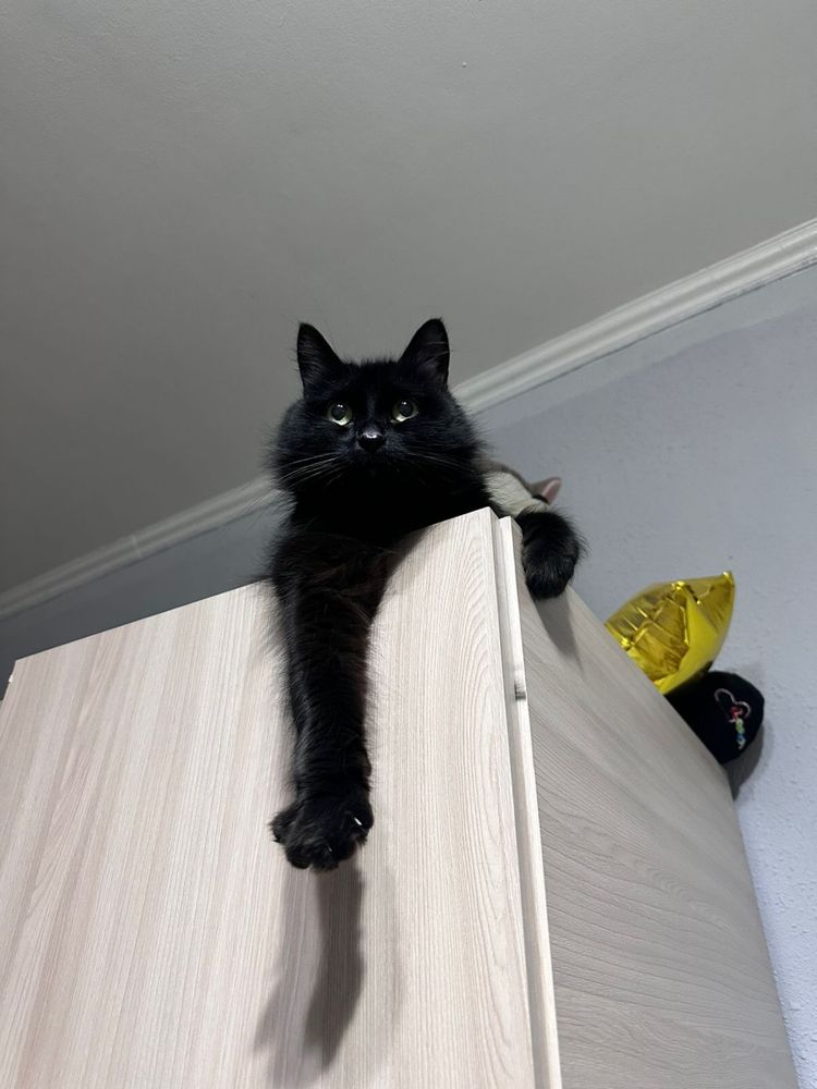 Отдам кошку в хорошие руки