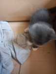 Отдам котята в добрые руки