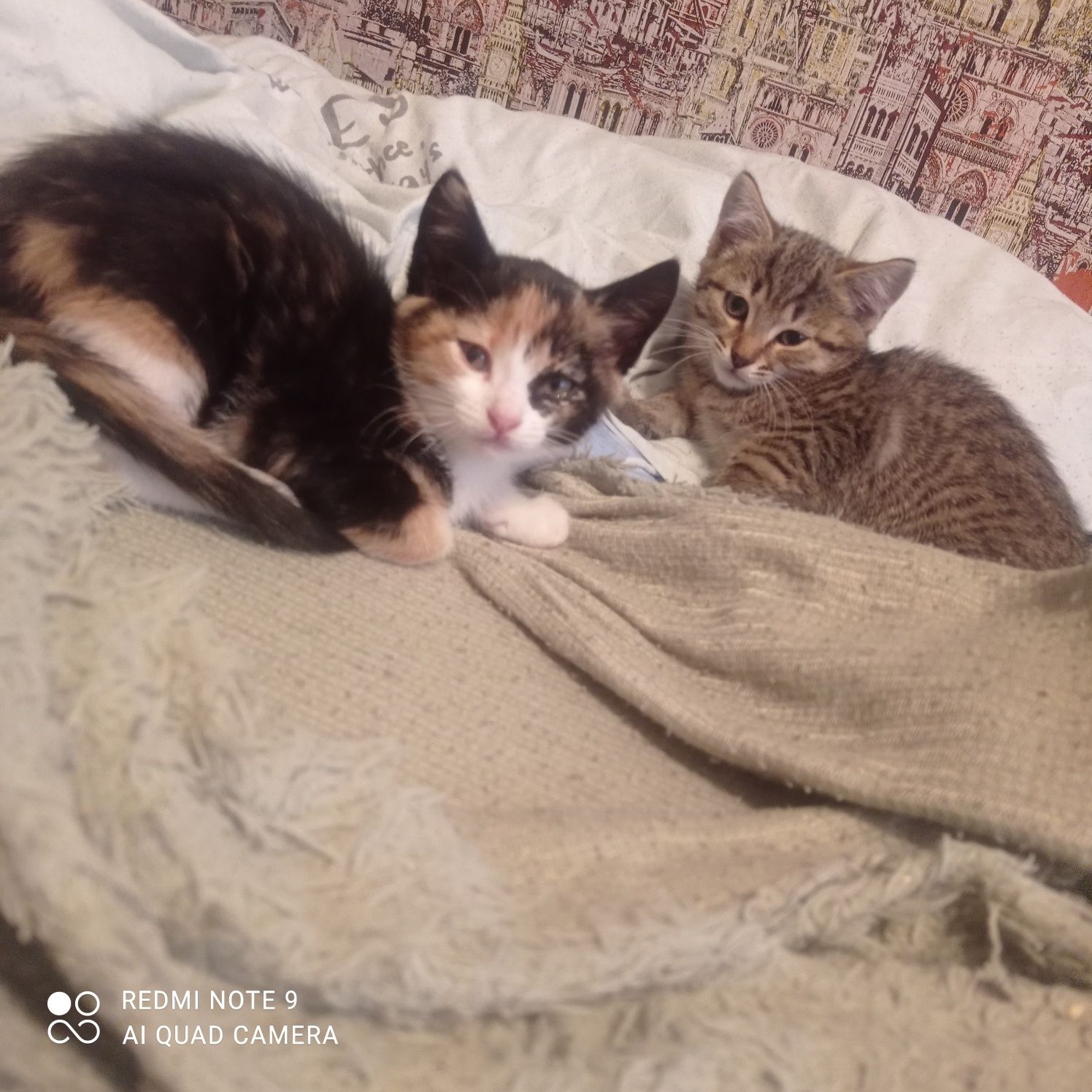 Отдам котят в хорошие руки