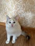 Отдам котенка девочку