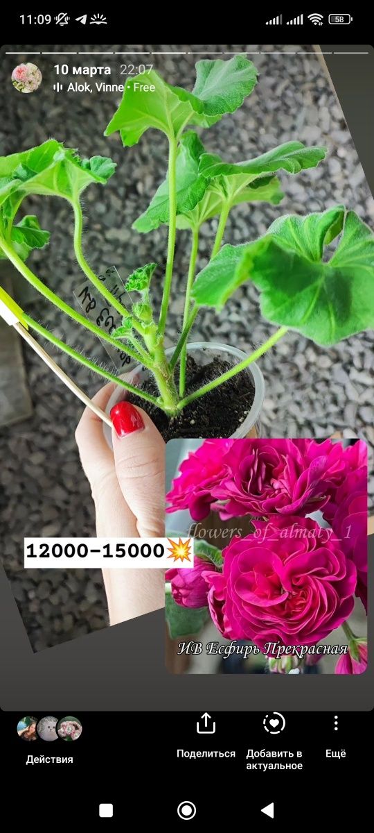 Пеларгонии коллекционные сортовые