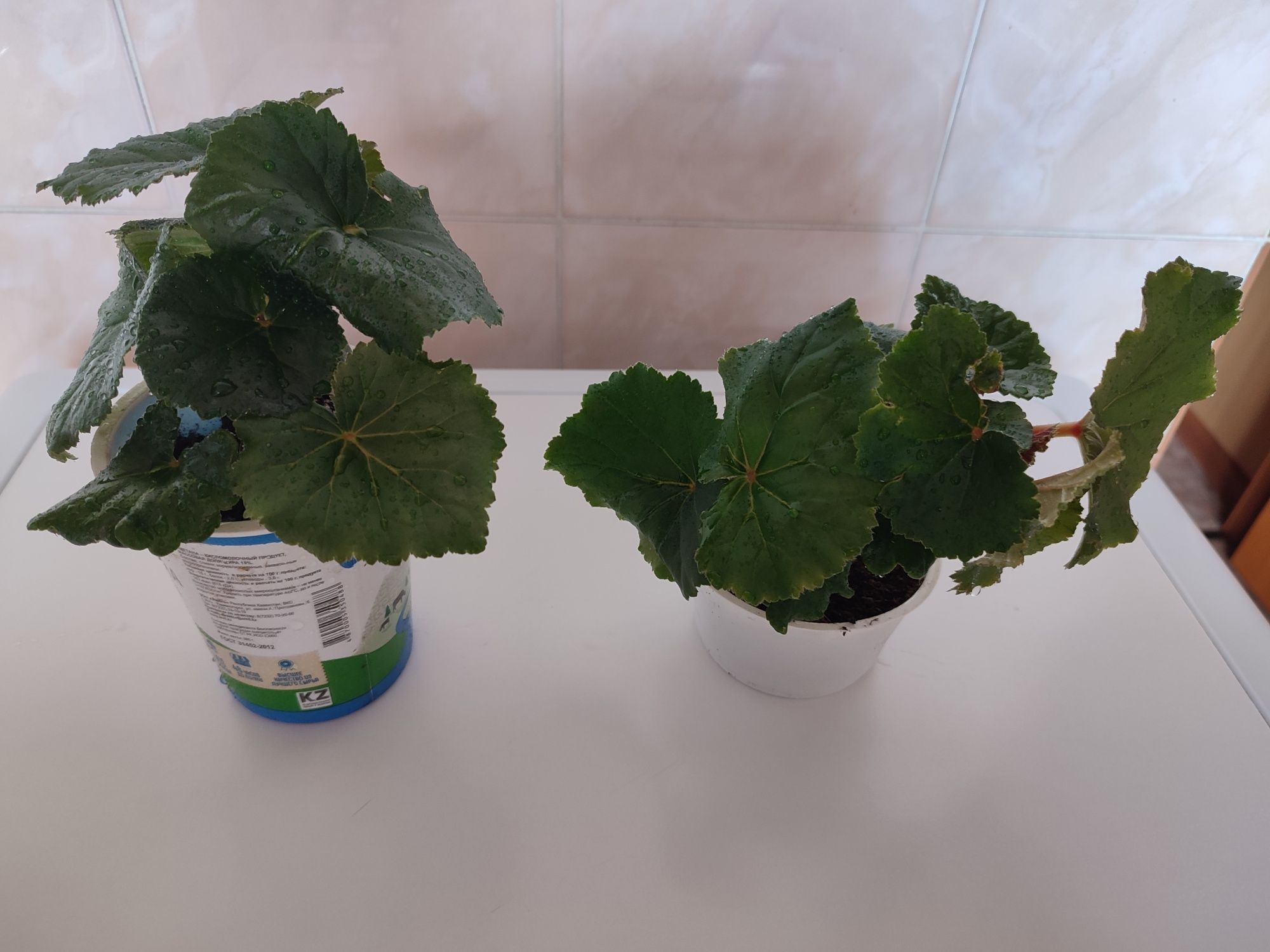 Продам комнатные цветы