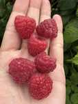Продам малину очень крупная и вкусная поляна