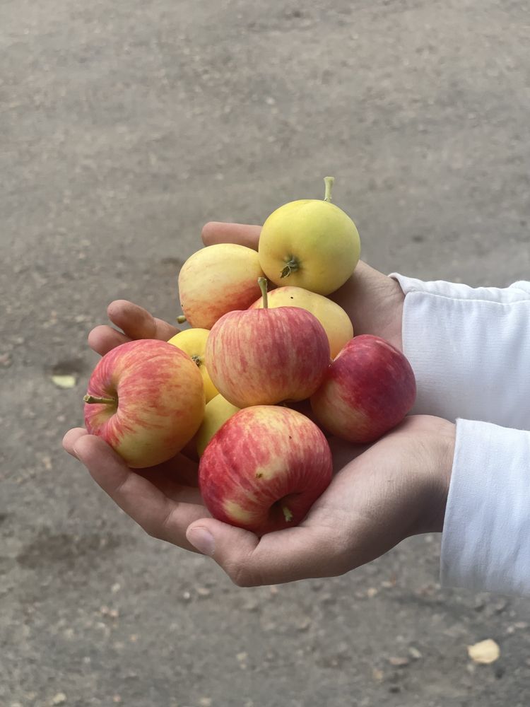 ранетки яблоки на варенье и компот