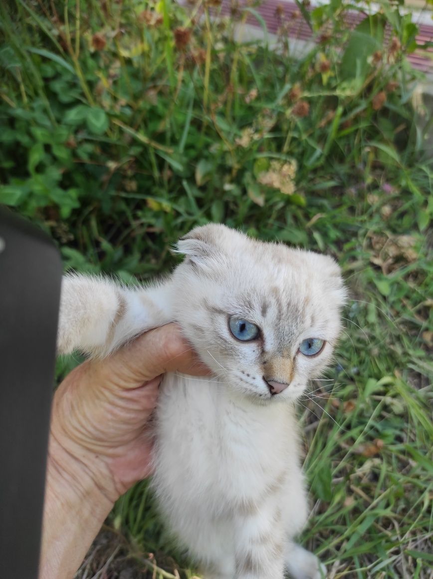 Кошечка шотландская вислоухая