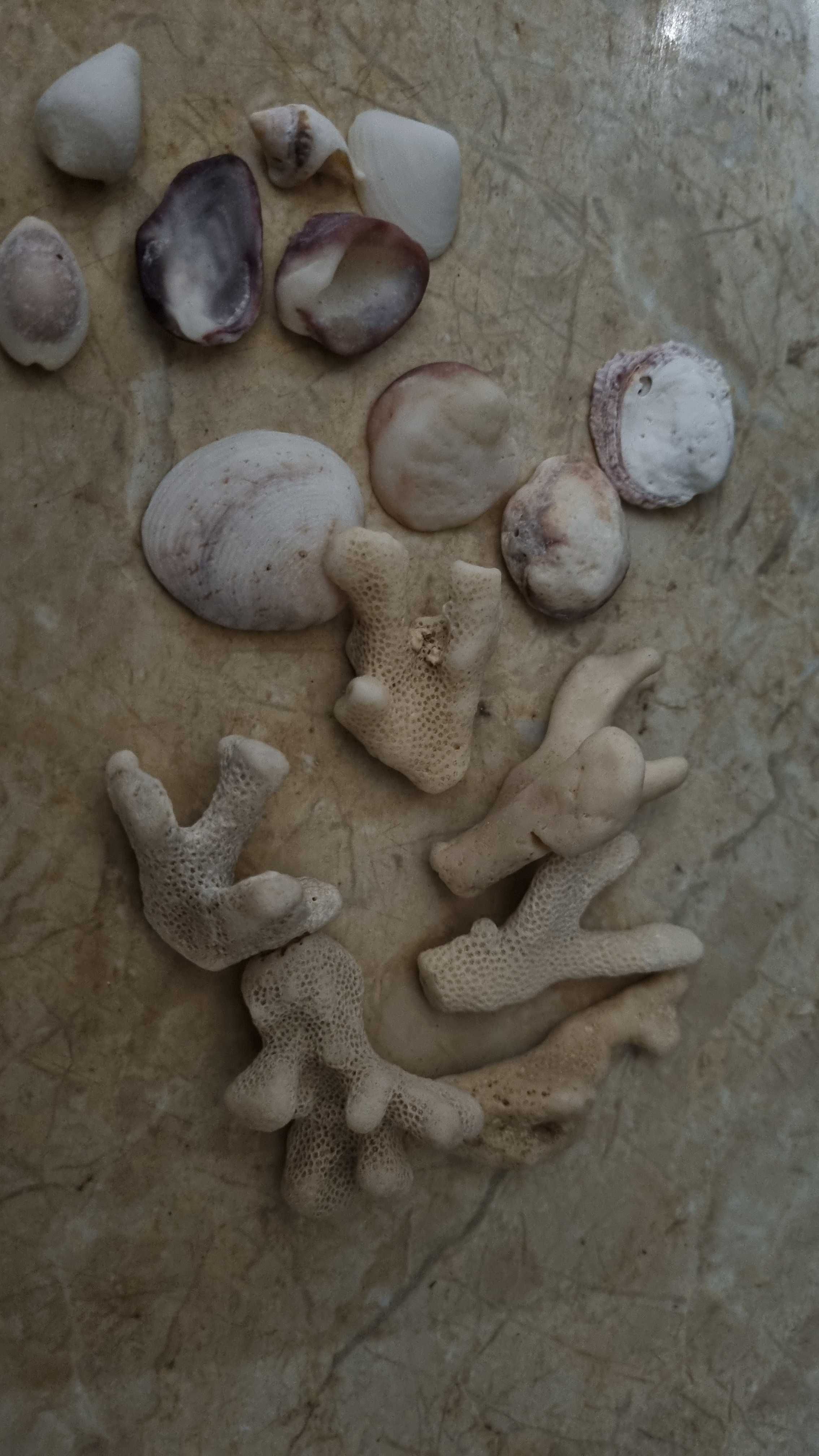 Морские ракушки  и кораллы разные