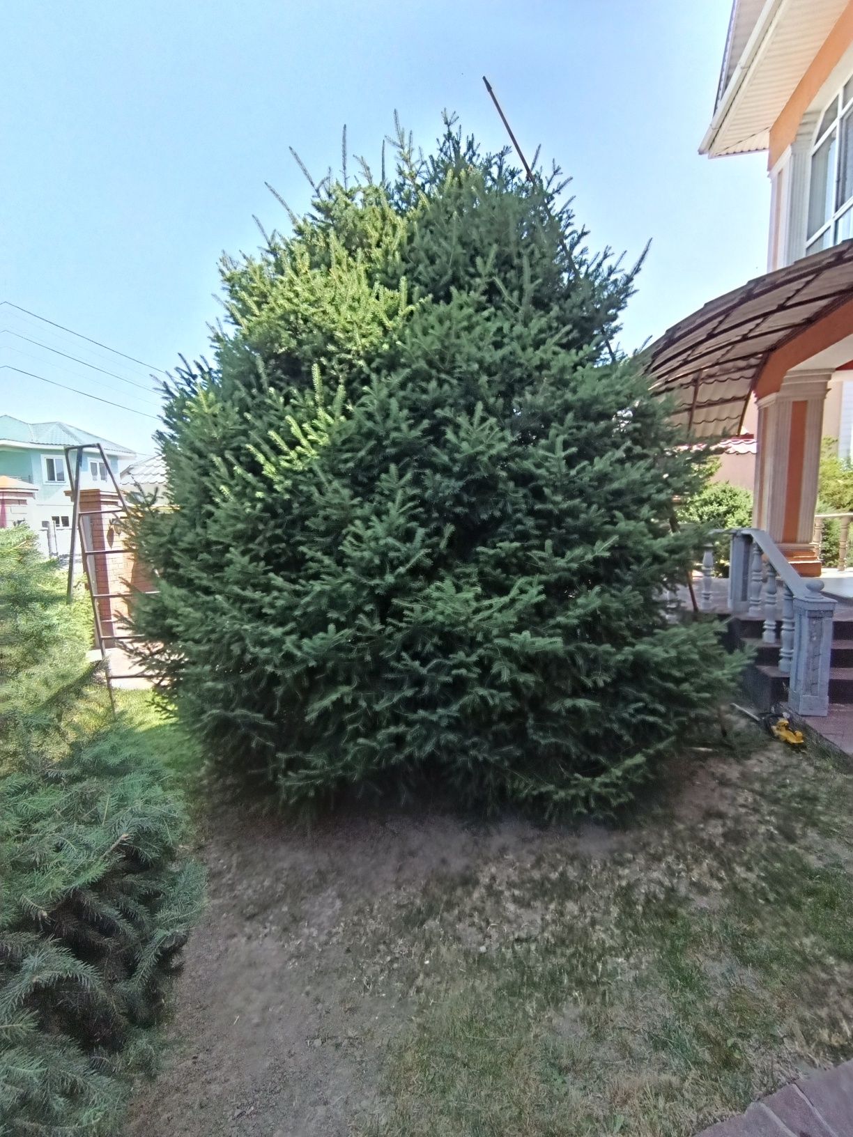 Топиарная Стрижка хвойных деревьев пород ели, туии, кустарник,посадка,