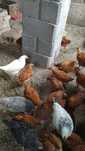 Продам цыплят разных возрастов пишите на Вацап