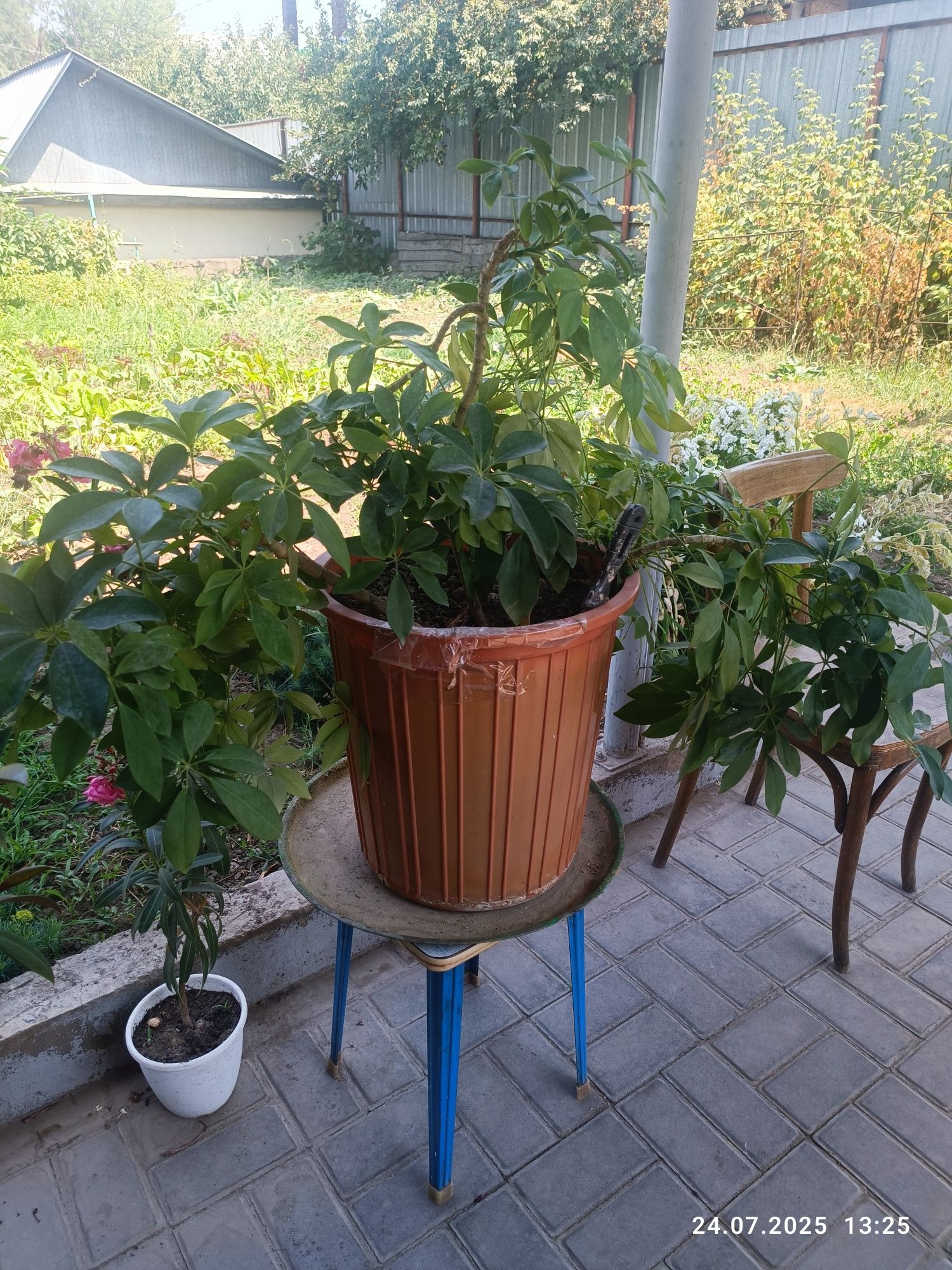 Шеффлера древесная