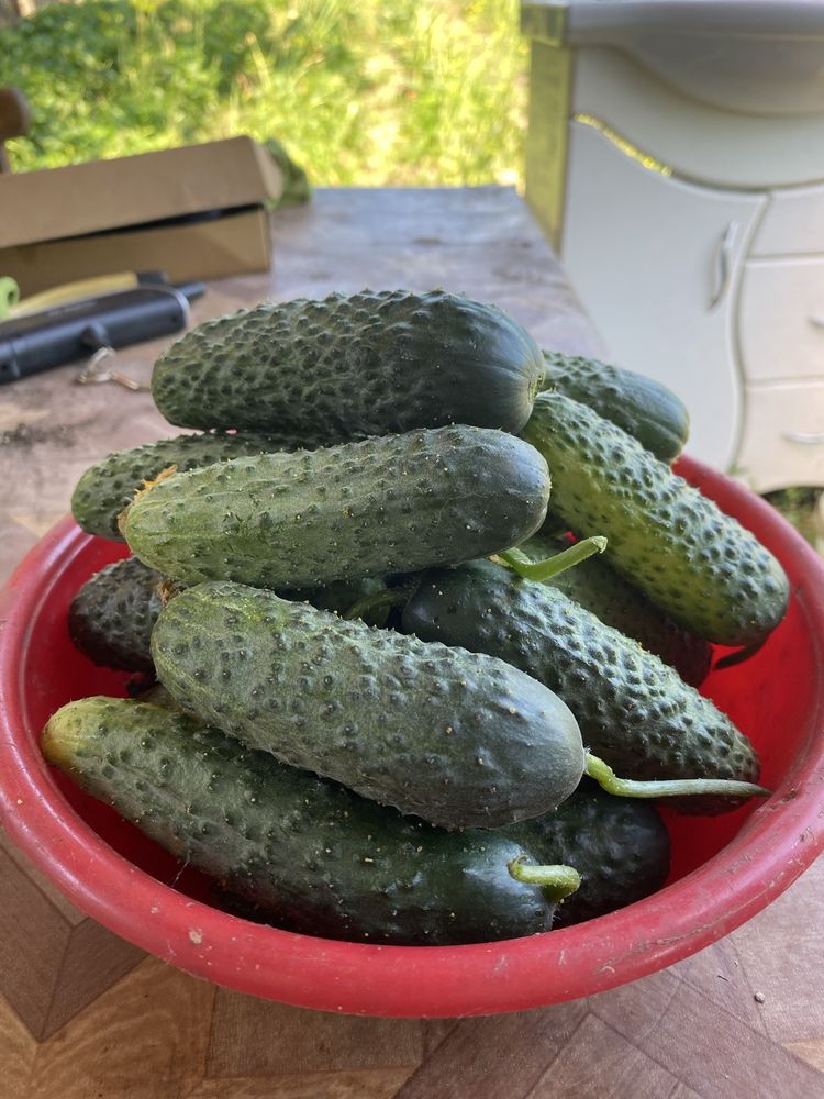 Продам  огурчики