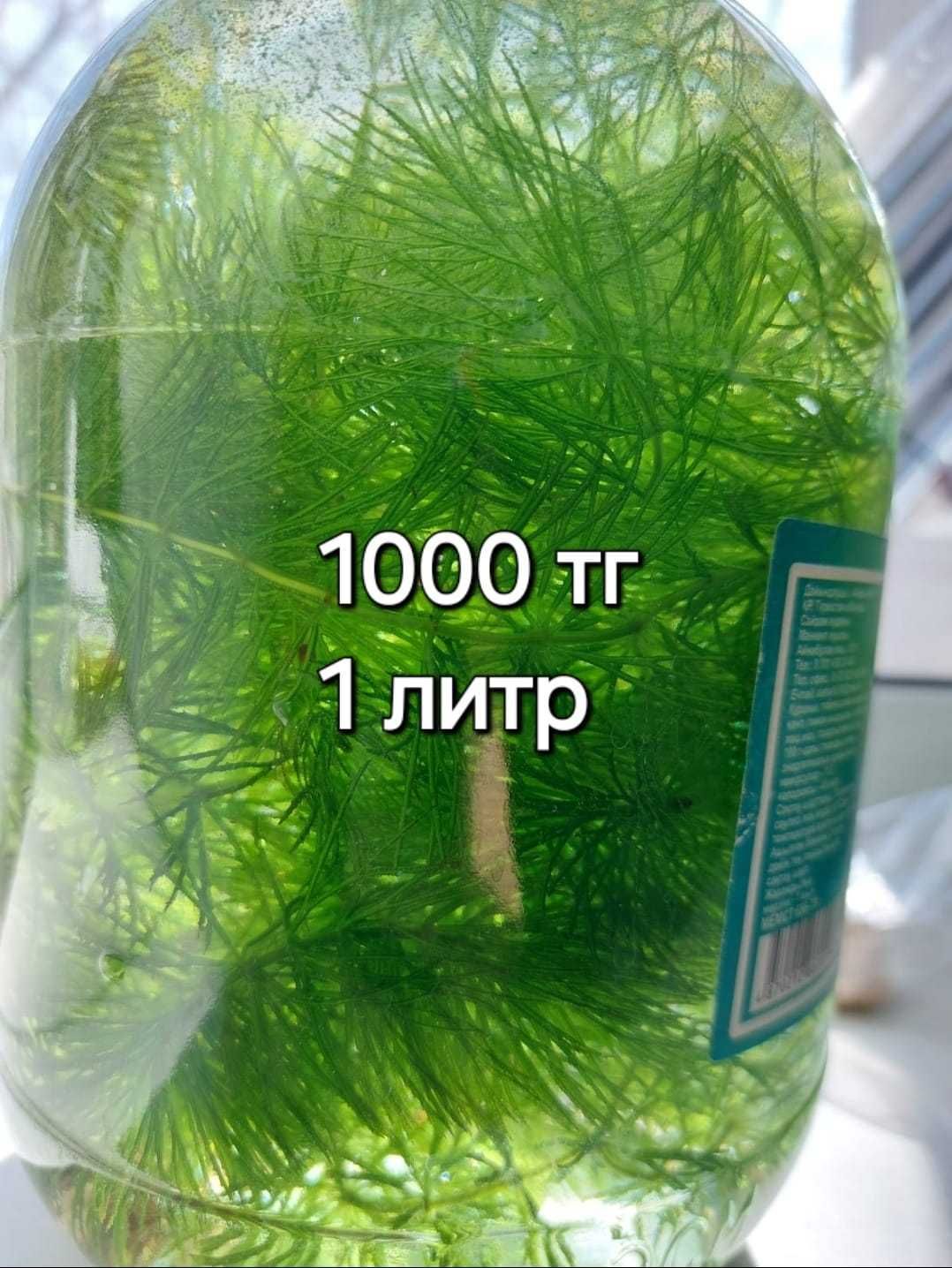 Грунт для аквариума