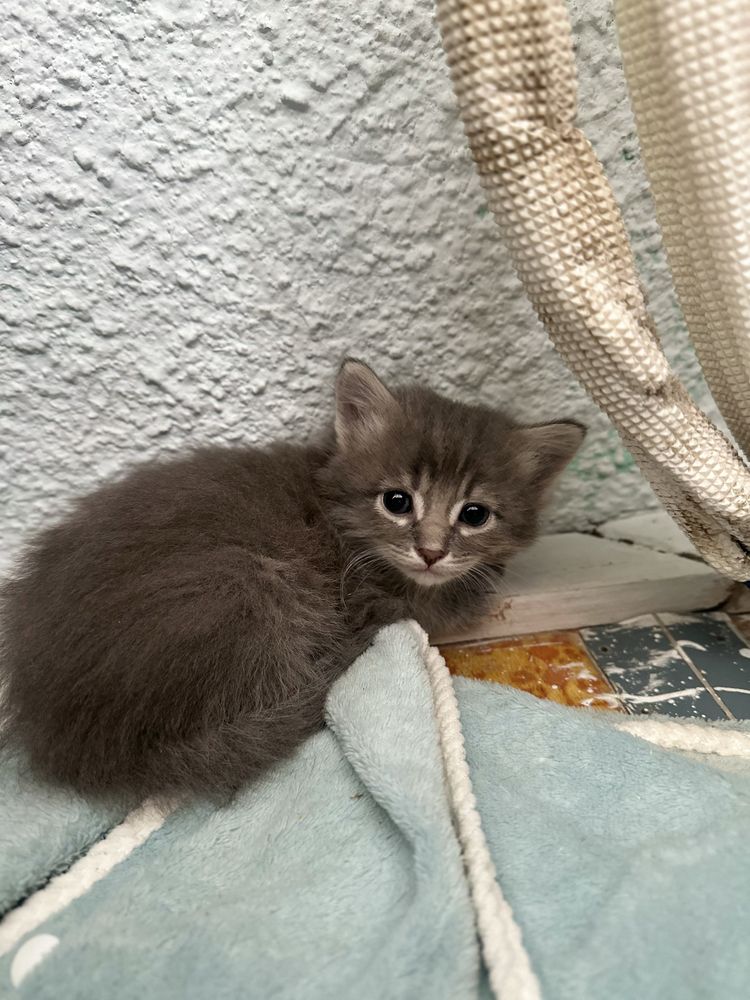 Отдам котят в добрые руки!