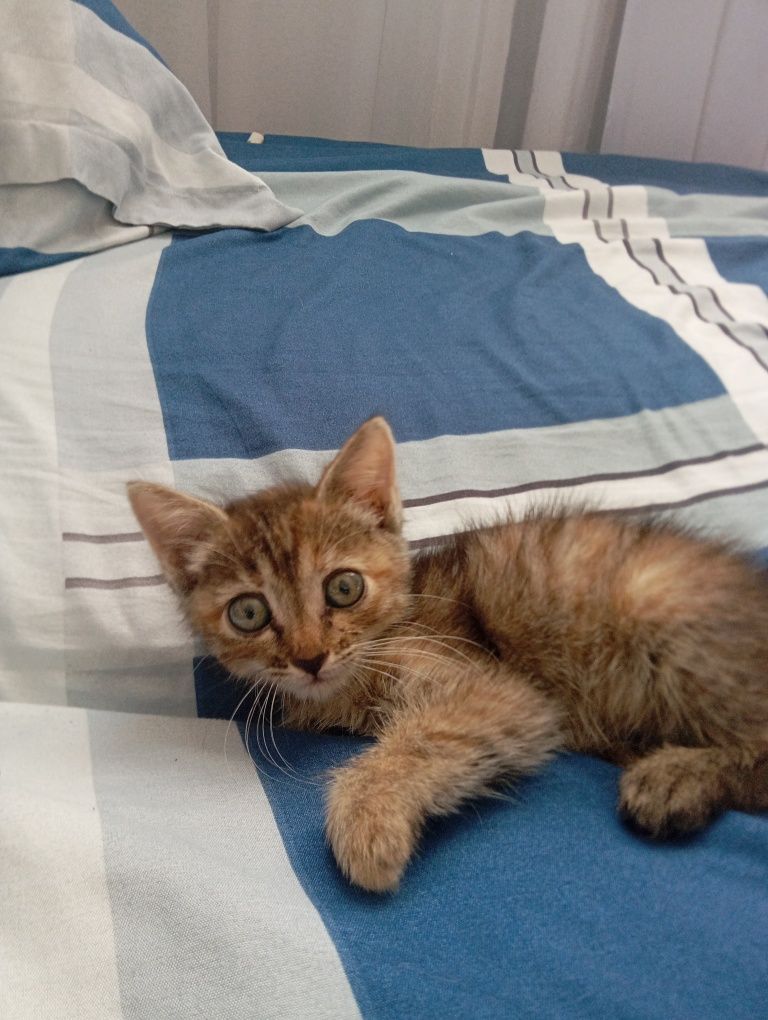 Отдам котенка в добрые руки