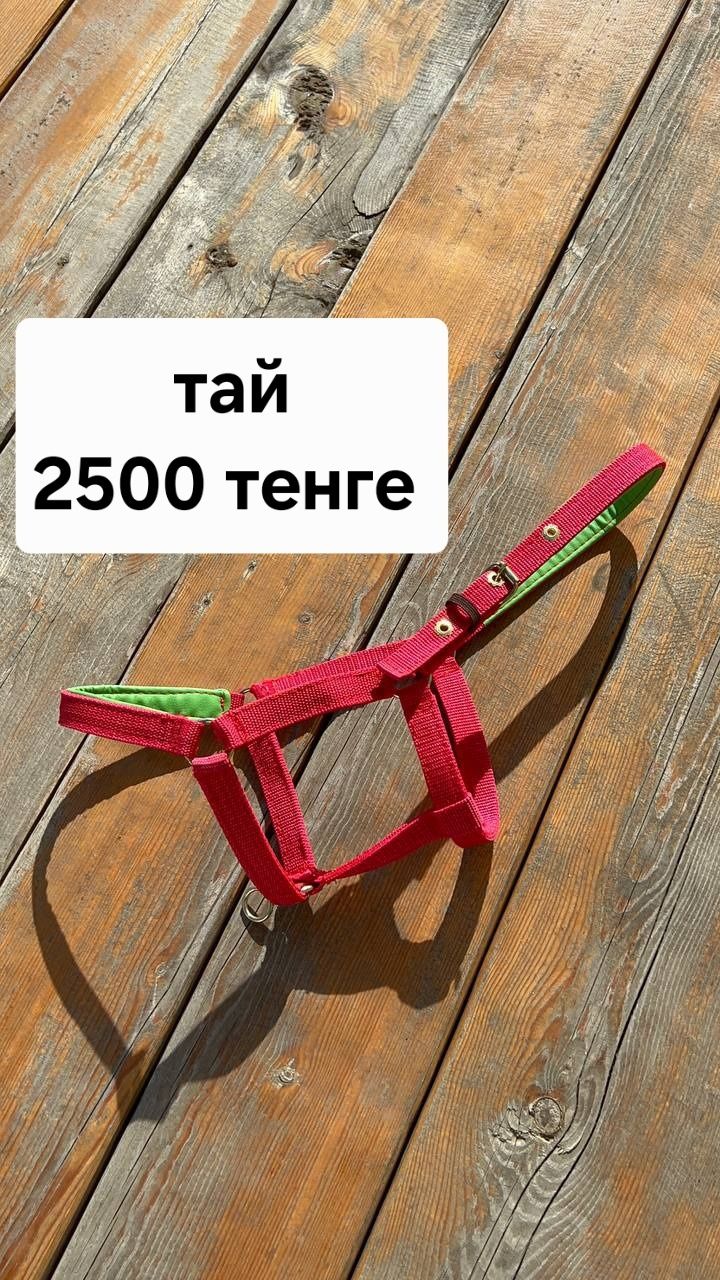 Недоуздок,  нокта