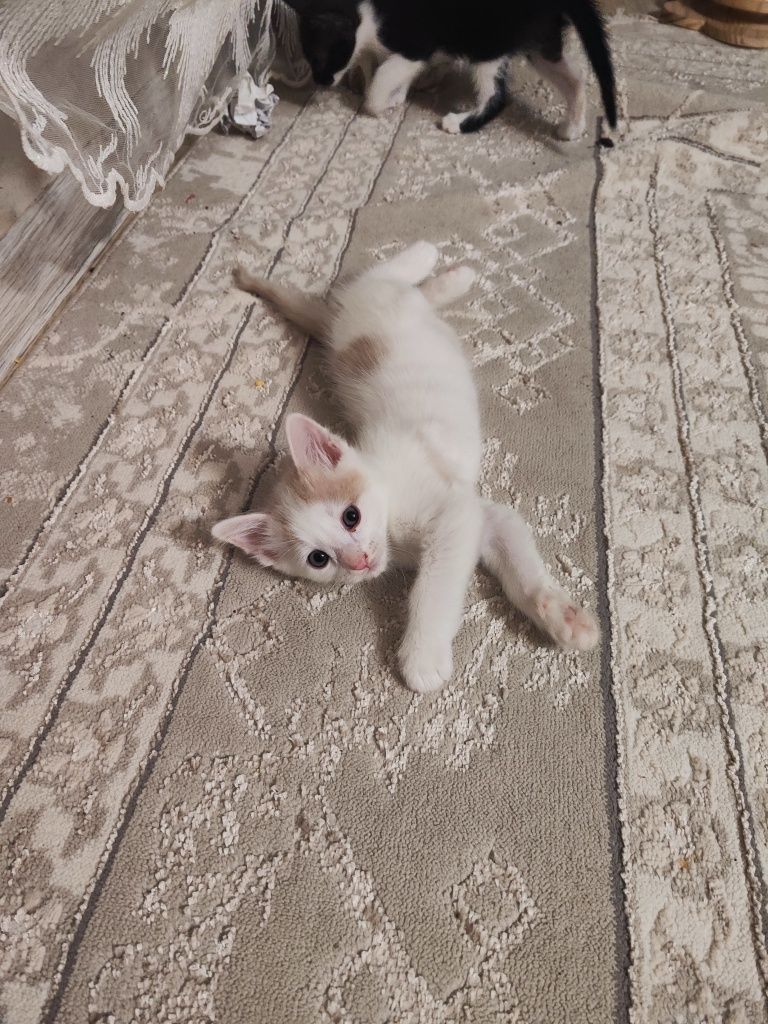 Бесплатно котята