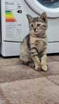Котята район Бозарык