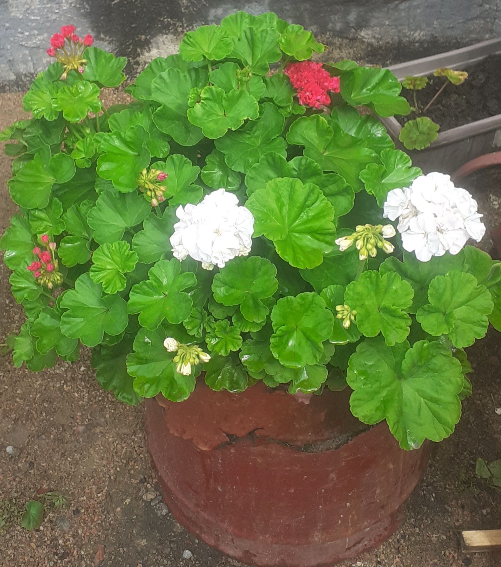 Продам Герань королевскую