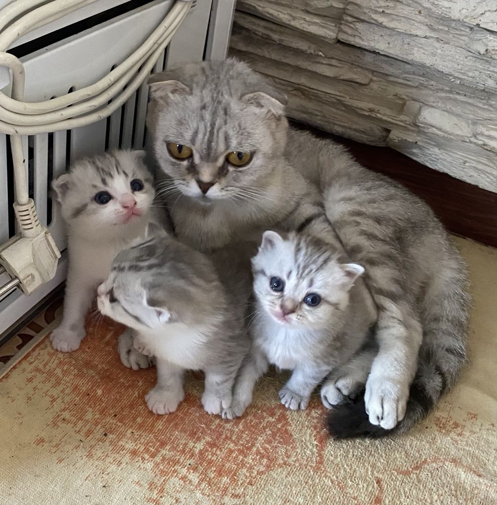 Продам Породистых Котят Шотландцы