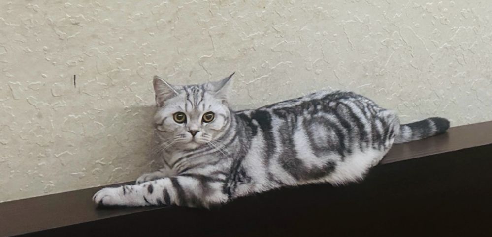 Продам шотландских котят