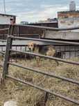 Продам собаку русская гончая