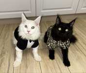 Котики мейн куны