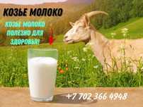Продам козье молоко от породистых коз
