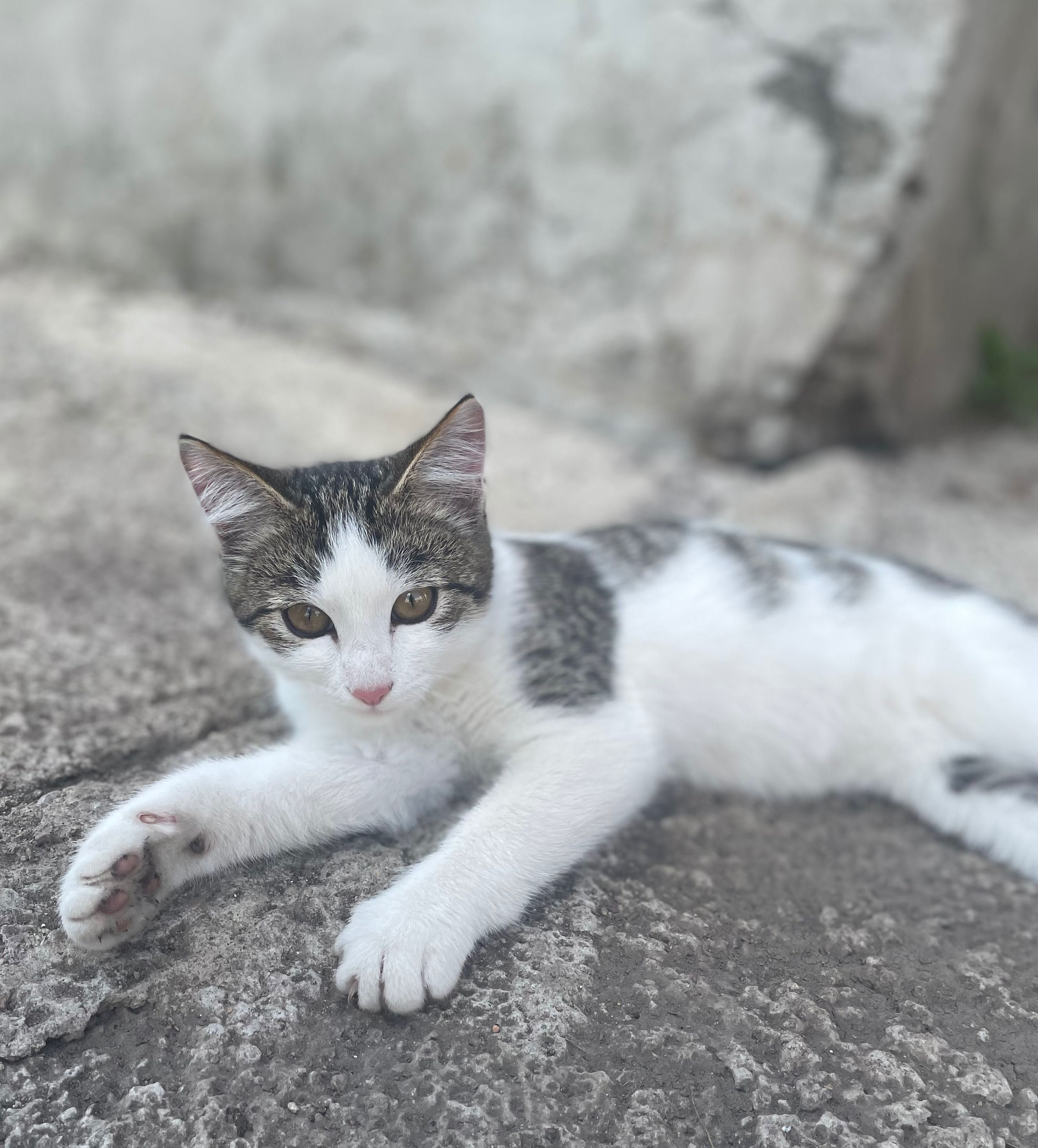 Отдам в хорошие руки котенка