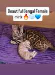 Снежные бенгальские котята