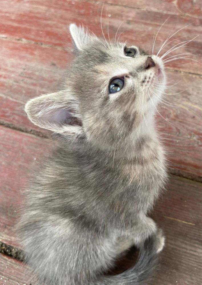 Котята бесплатно