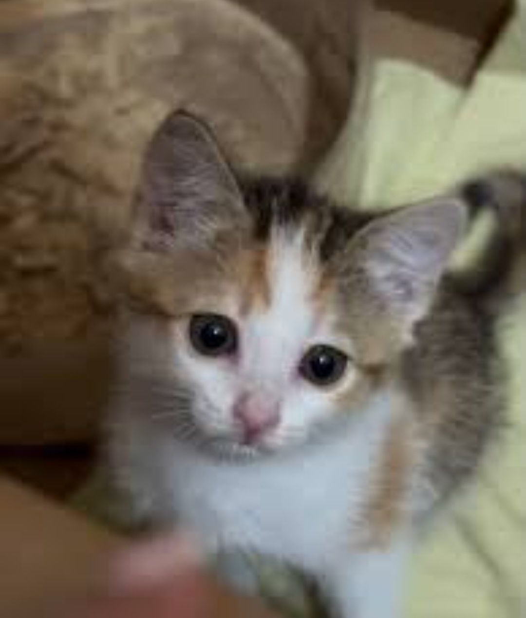 Котенок девочка в добрые руки