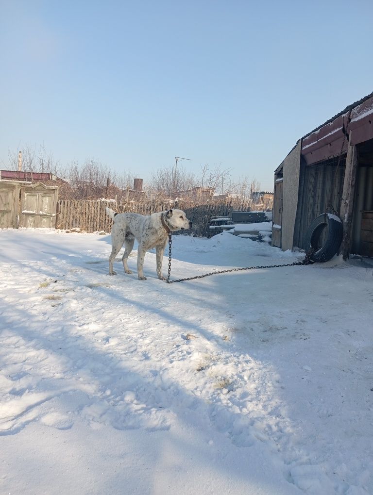 Продам Алабая 4 года