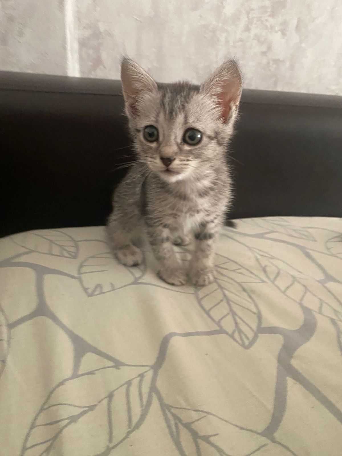 Котёнок, девочка в добрые руки