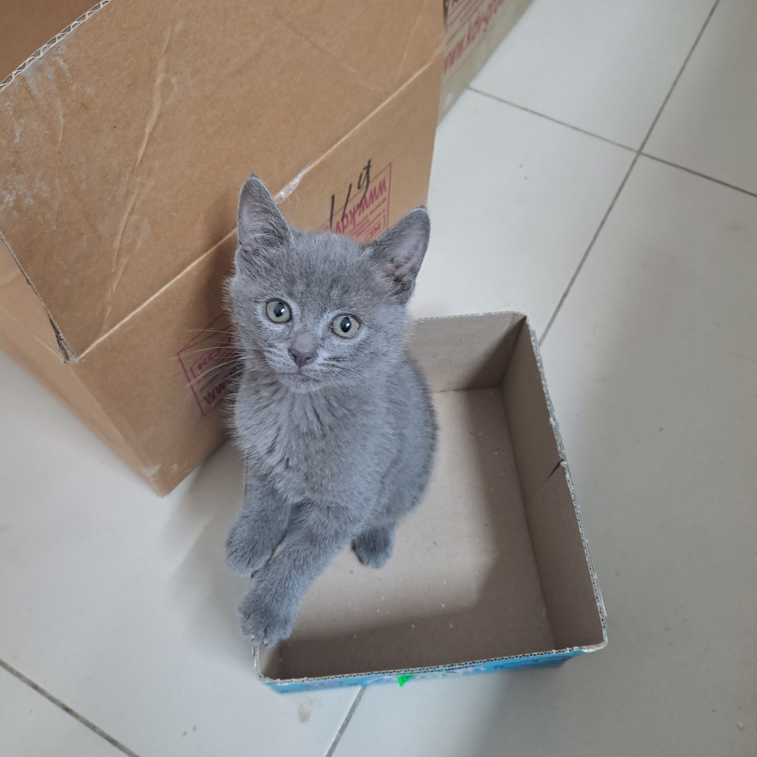 Шотландский кот мальчик!