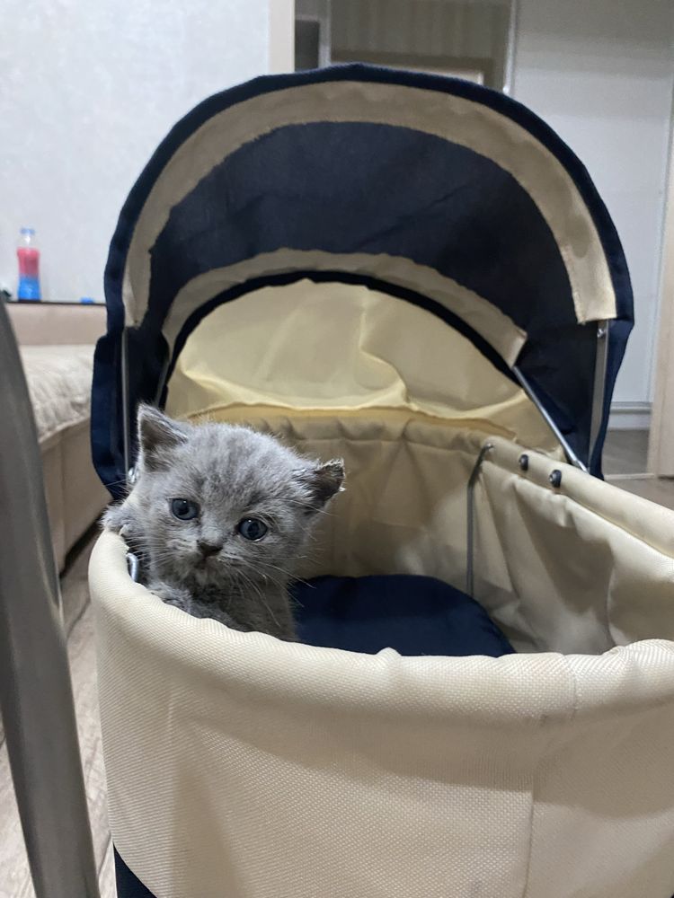 Отдам в хорошие руки.