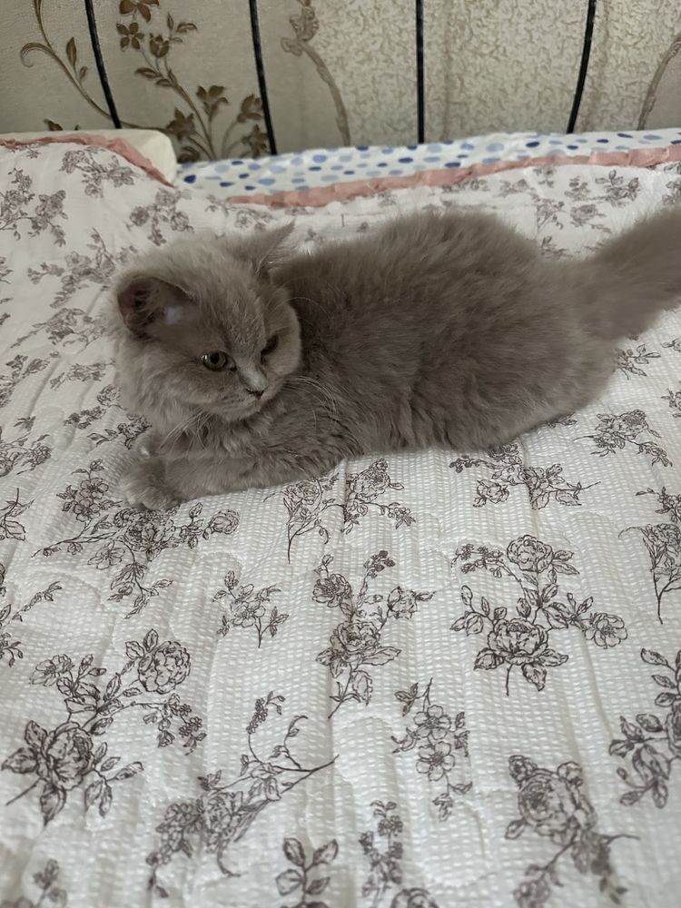 Котёнок британский длинношерстный