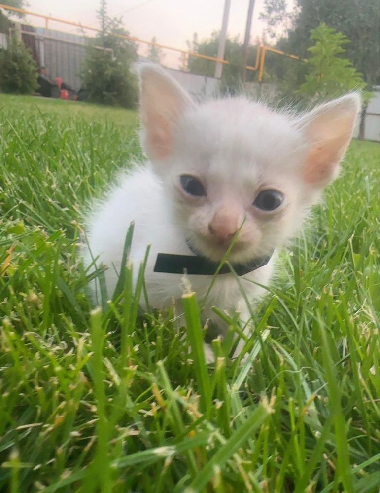 Отдам котят в хорошие руки